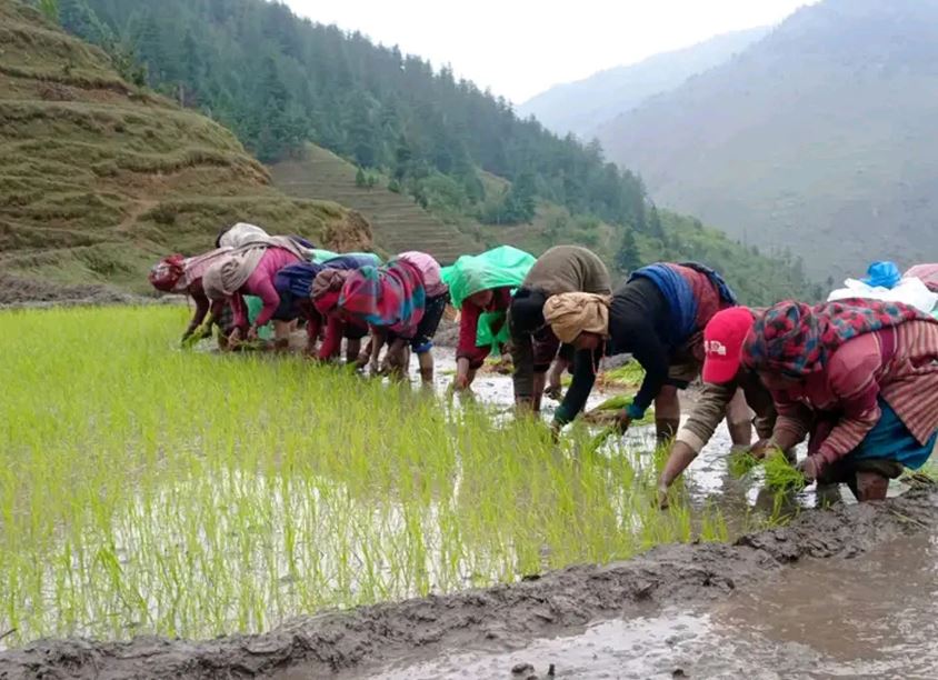 जुम्लाको छुमचौरमा कालीमार्सी धान रोपाइँ   